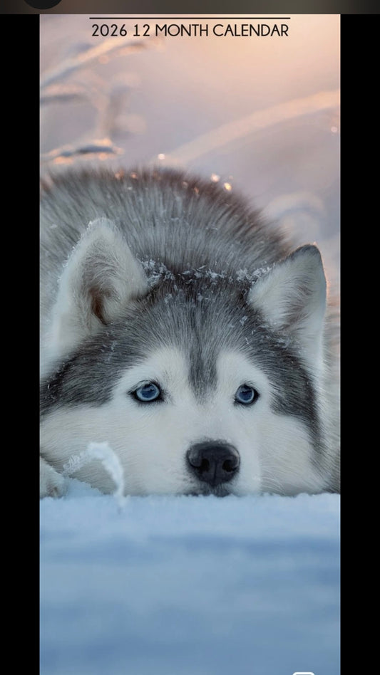 Siberian Husky Dog Breed 2026 Slim Calendar 42cm x 15cm