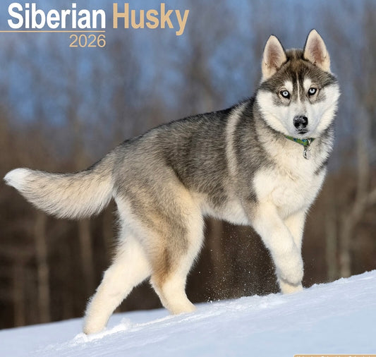 Siberian Husky 2026 Calendar | Dog Breed