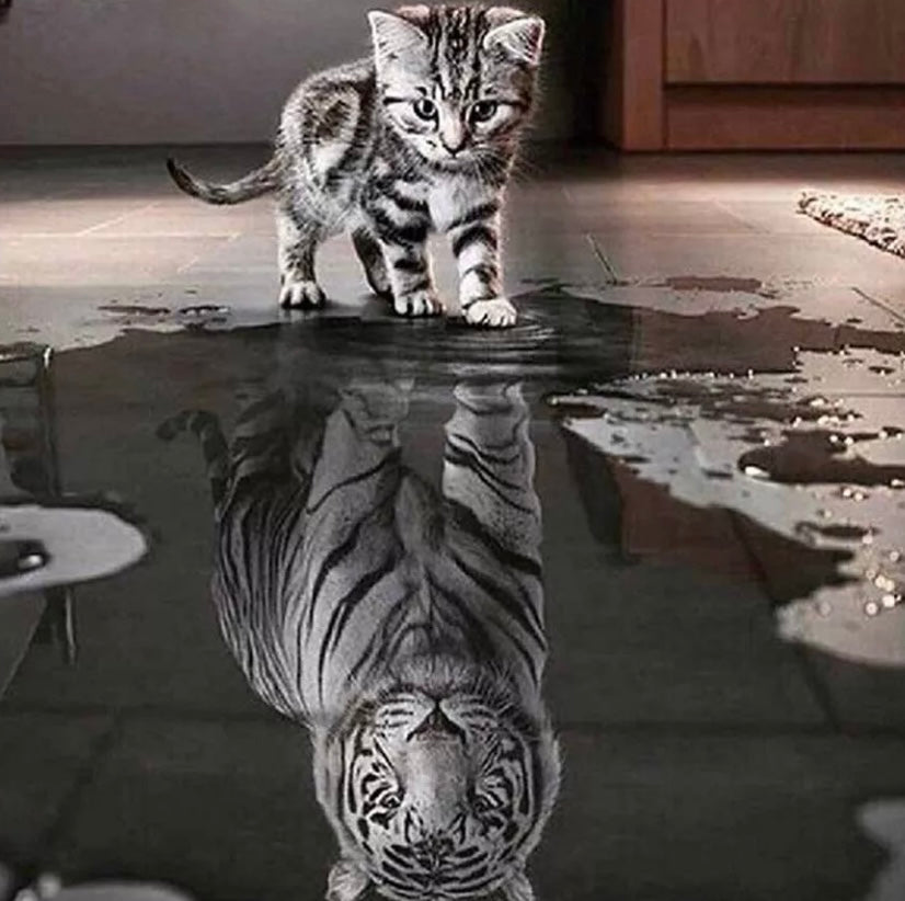 5D Diamond Painting Drill Embroidery Cross Stitch Art Craft Tools Cat and Tiger 30cm x 30cm